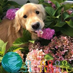 Meet your Posher, Jung